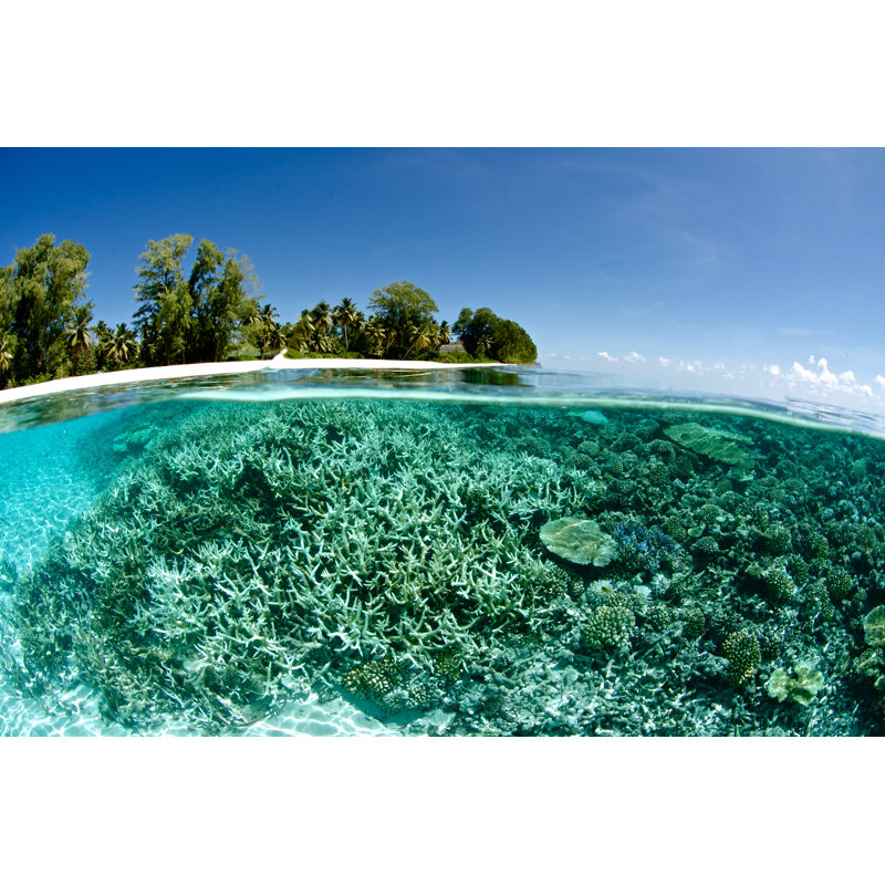 «Tropical Island» par Rainervonbrandis, H 12 po x l 18 po