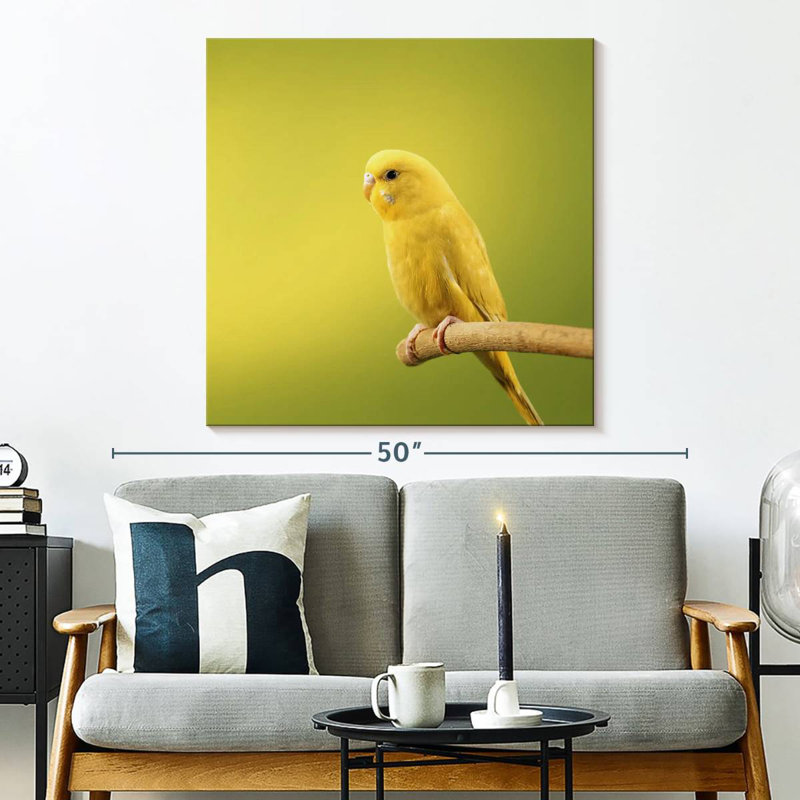 Perruche jaune perchée Brampt