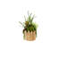 Succulents Arrangement in Glass Wood Planter