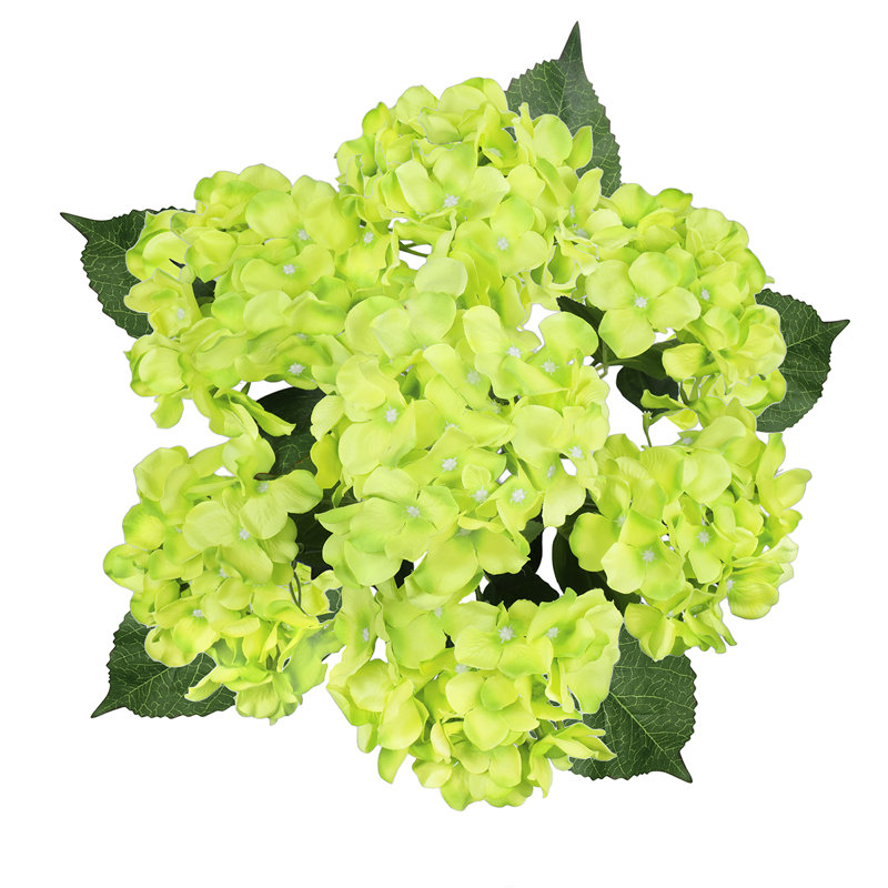 Tige d'hortensia de luxe Cragmont, Vert