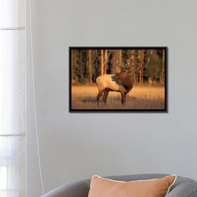 «Bellowing Bull Elk I» par Steve Kazlowski - Impression sur toile tendue sur châssis