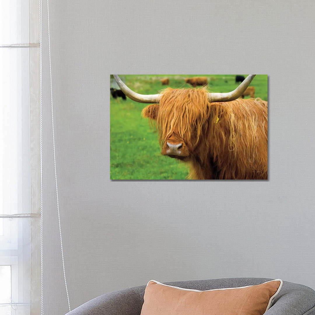 Scottish Highland Cattle I by Alan Majchrowicz - Wrapped Canvas Gallery-Wrapped Canvas Giclée