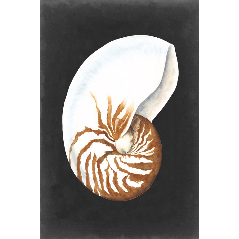 Graphic Nautilus by Michael Willett - Wrapped Canvas Print, 76cm H x 51cm W 