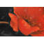 Fleur rouge - imprimé mat noir encadré pour la décoration du salon-1059696261-1059696262