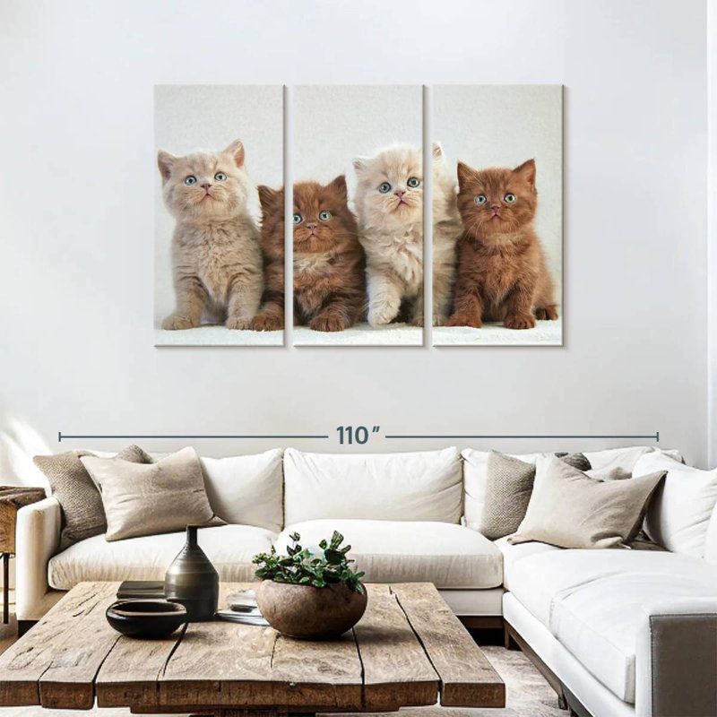 Brampt British Shorthair Cats, H 48 po x l 74 po