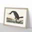 Florida Cormorant Bird by John Audubon - Picture Frame Painting Print on MDF-55575902-55575905
