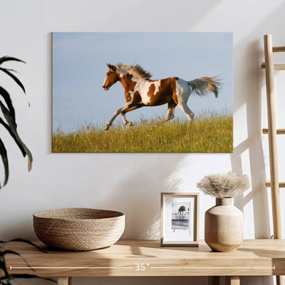 Cheval Appaloosa gratuit