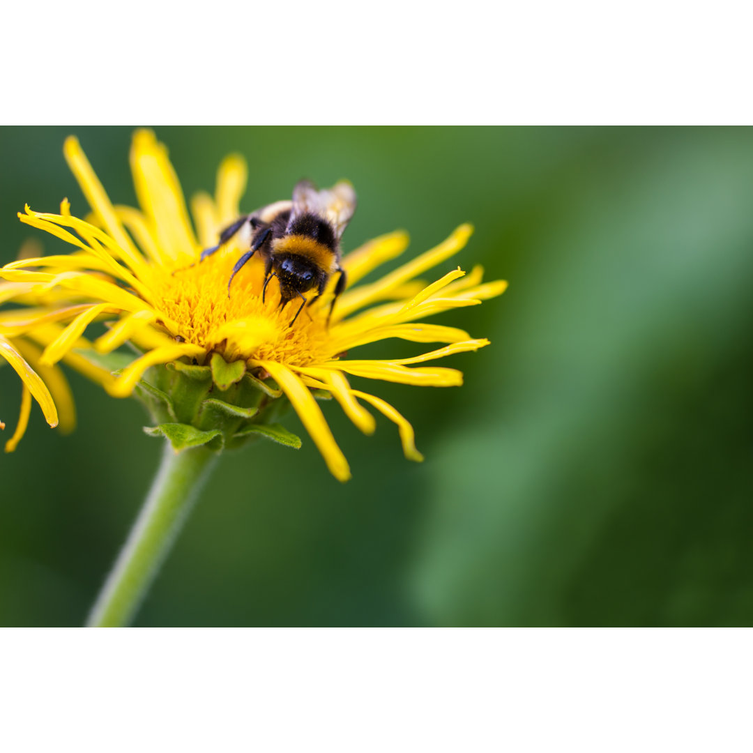 Biene auf der Blume - Kunstdrucke auf Segeltuch