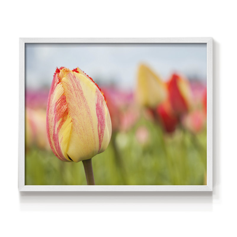 Spring Sherbet -Framed Print - Restickable, H 11 po x l 14 po, Blanc