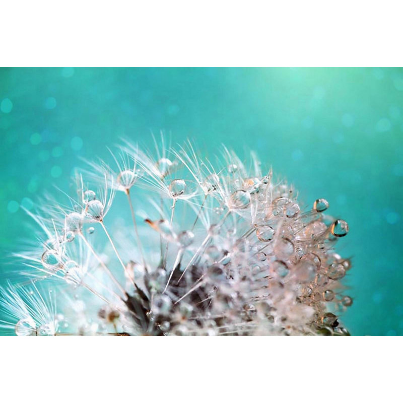 Sylvia Cook - Wrapped Canvas Print, 30cm H x 45cm W