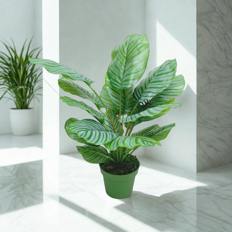 Faux 30" Calathea Plant