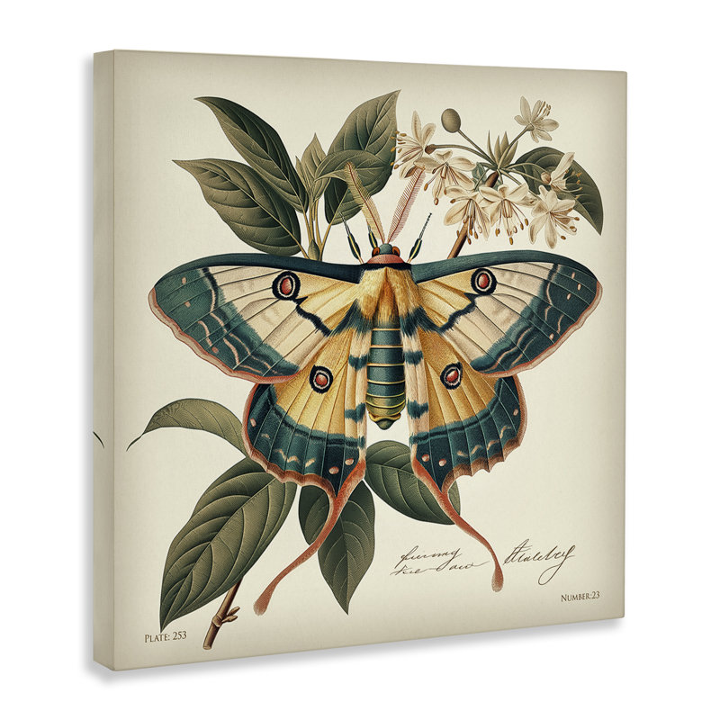 «Vintage Moth & Plant Study», art mural sur toile par Steve Huntziker, H 24 po x l 24 po