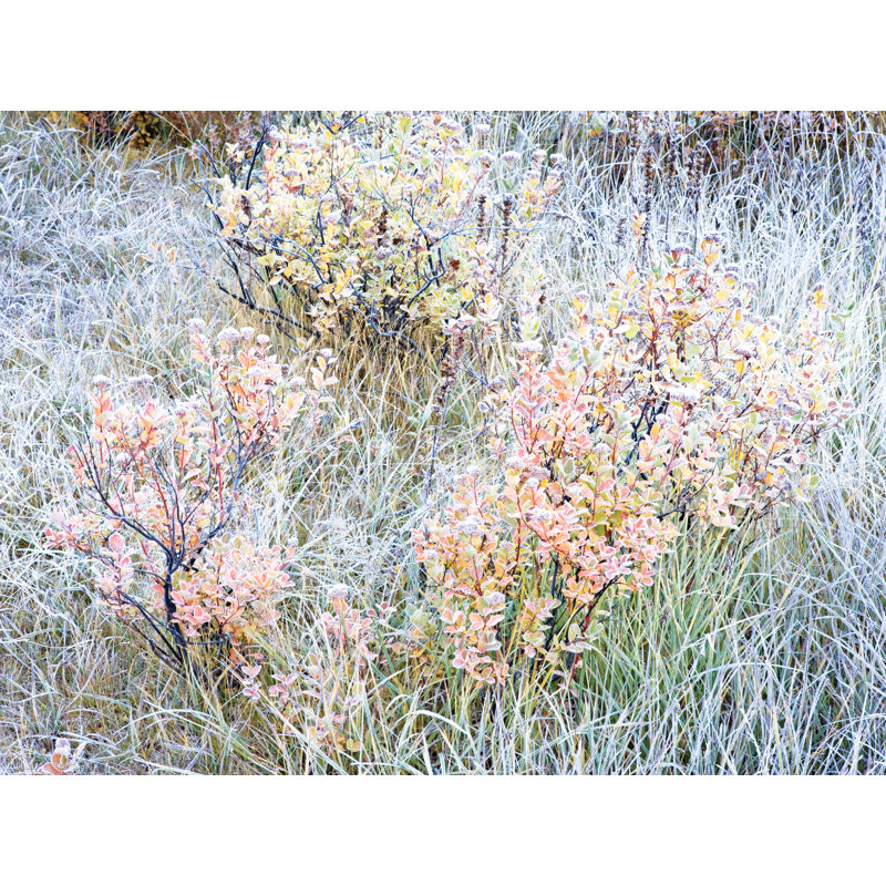 Frosted Autumn Huckleberry Bushes Print by Bruce Heinemann, Black Framed Canvas, 25" H x 33" W x 2" D, No Mat