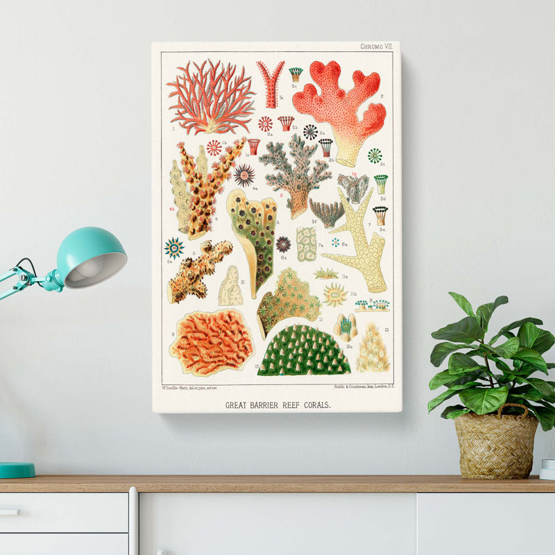 Great Barrier Reef Corals VII by W. Saville-Kent - Wrapped Canvas Painting, 76cm H x 50cm W x 3cm D