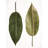 " Leaf Study 05 " by Shot