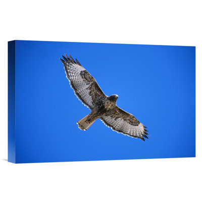 " Red-Tailed Hawk "