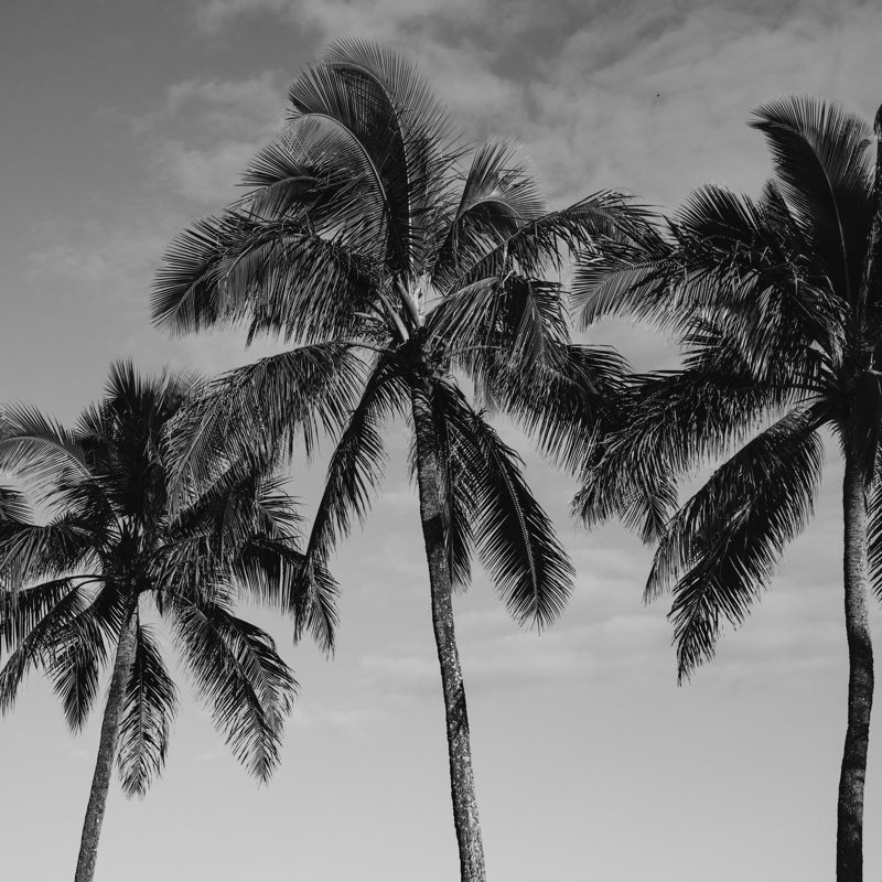 «Hawaiian Palms IV», impression sur toile tendue, H 36 po x l 36 po, Cadre simple érable érable, Non