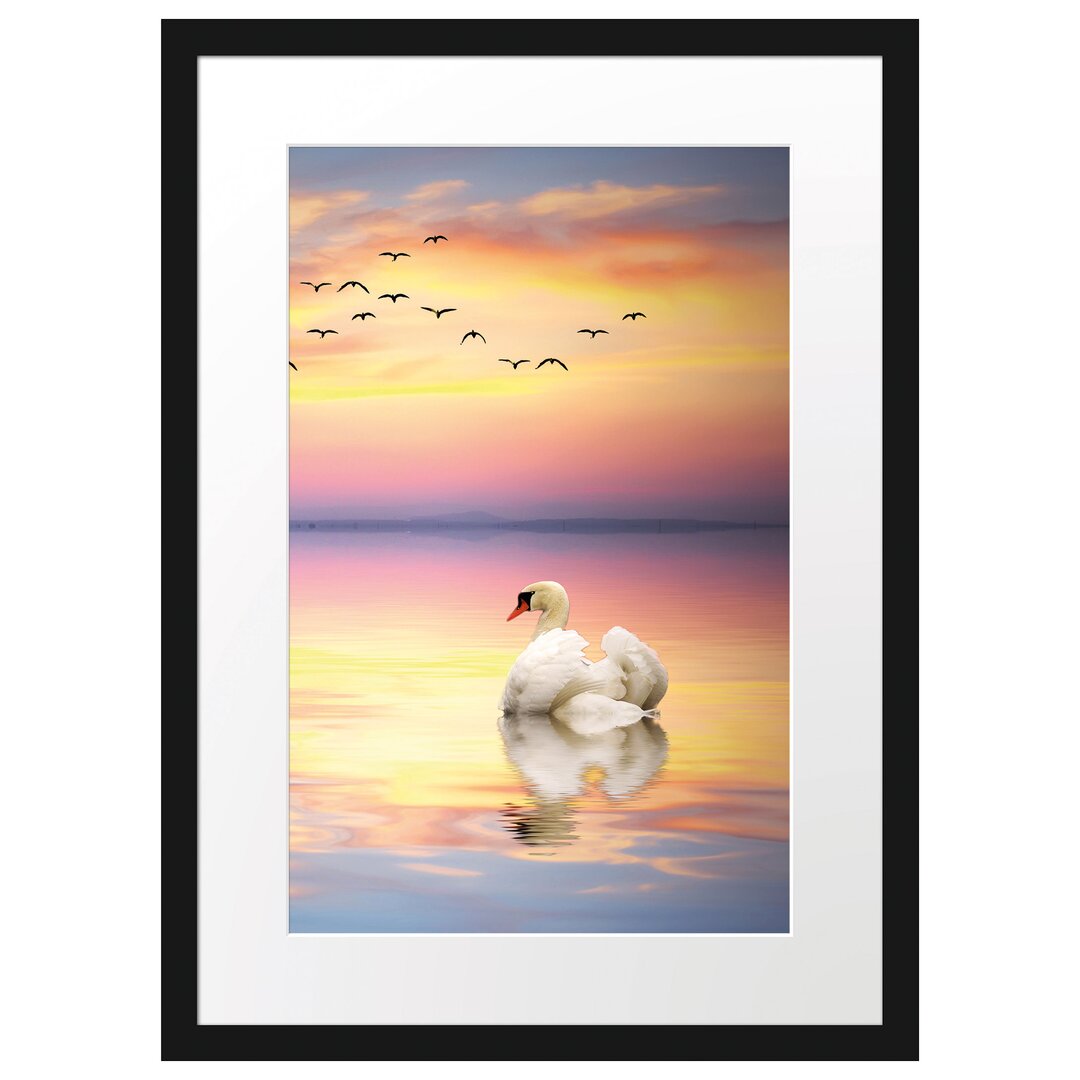 Gerahmtes Poster Schwan bei Sonnenuntergang