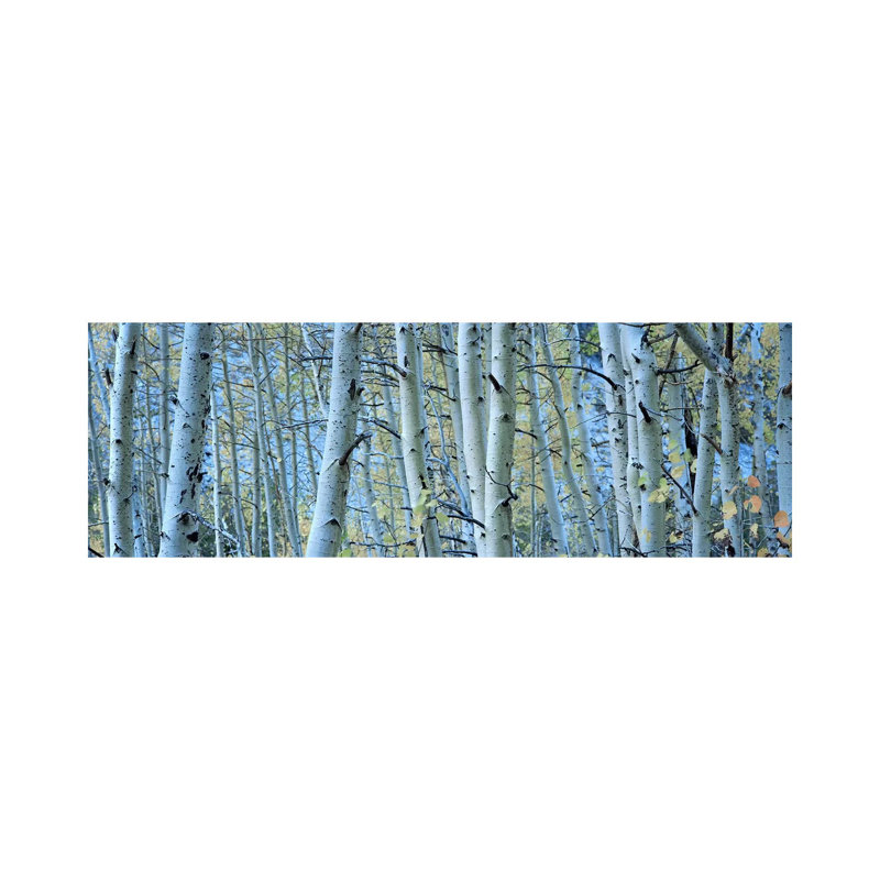 Aspen Trees In A Forest, Rock Creek Lake, California, USA #2 - Wrapped Canvas Panoramic Print