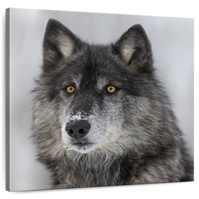 Crowle Surprised Wolf