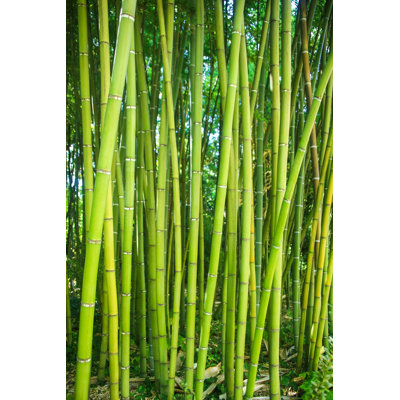 " Bamboo Forest "