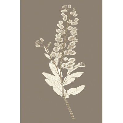 Taupe Nature Study III