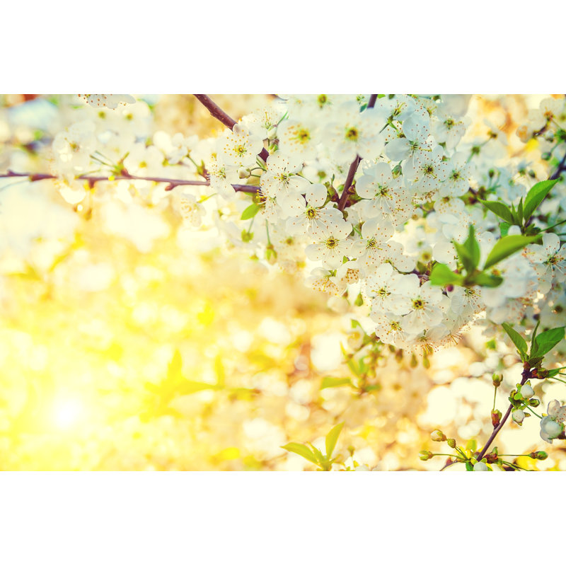 Branch Of Blossoming Cherry Tree In Evening by Mihalec - Wrapped Canvas Print, 30cm H x 46cm W