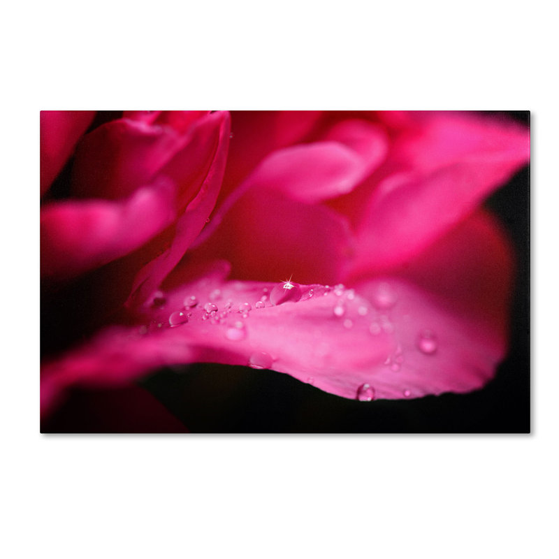 « pivoine gouttes » par philippe sainte-laudy, reproduction de photo sur toile tendue, H 30 po x l 47 po x P 2 po