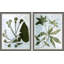 Sprout And Sprig Print by Susan Hable