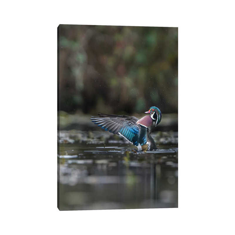 USA, Washington State. Male Wood Duck (Aix Sponsa) Flaps Its Wings On Union Bay In Seattle. by Gary Luhm - Wrapped Canvas Print