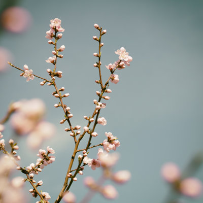 Spring Blooming Flowers Branch by Pannonia
