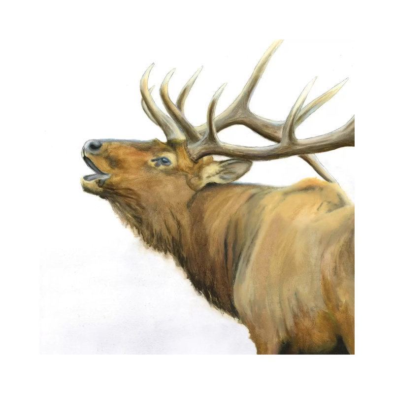 Majestic Brown Elk by James Wiens - Wrapped Canvas Painting, 45.72 cm H x 45.72 cm W