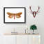 Venus Moth by George Shaw - Framed Print-55605168-55605170