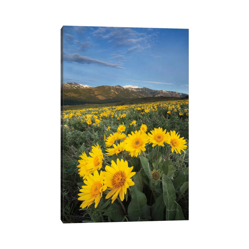 Methow Valley Wildflowers III by Alan Majchrowicz - Wrapped Canvas Print, 30.48cm H x 20.32cm W x 1.91cm D