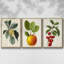Garden Gems I, ensemble de 3 pièces encadrées sur toile-606194152-606194159