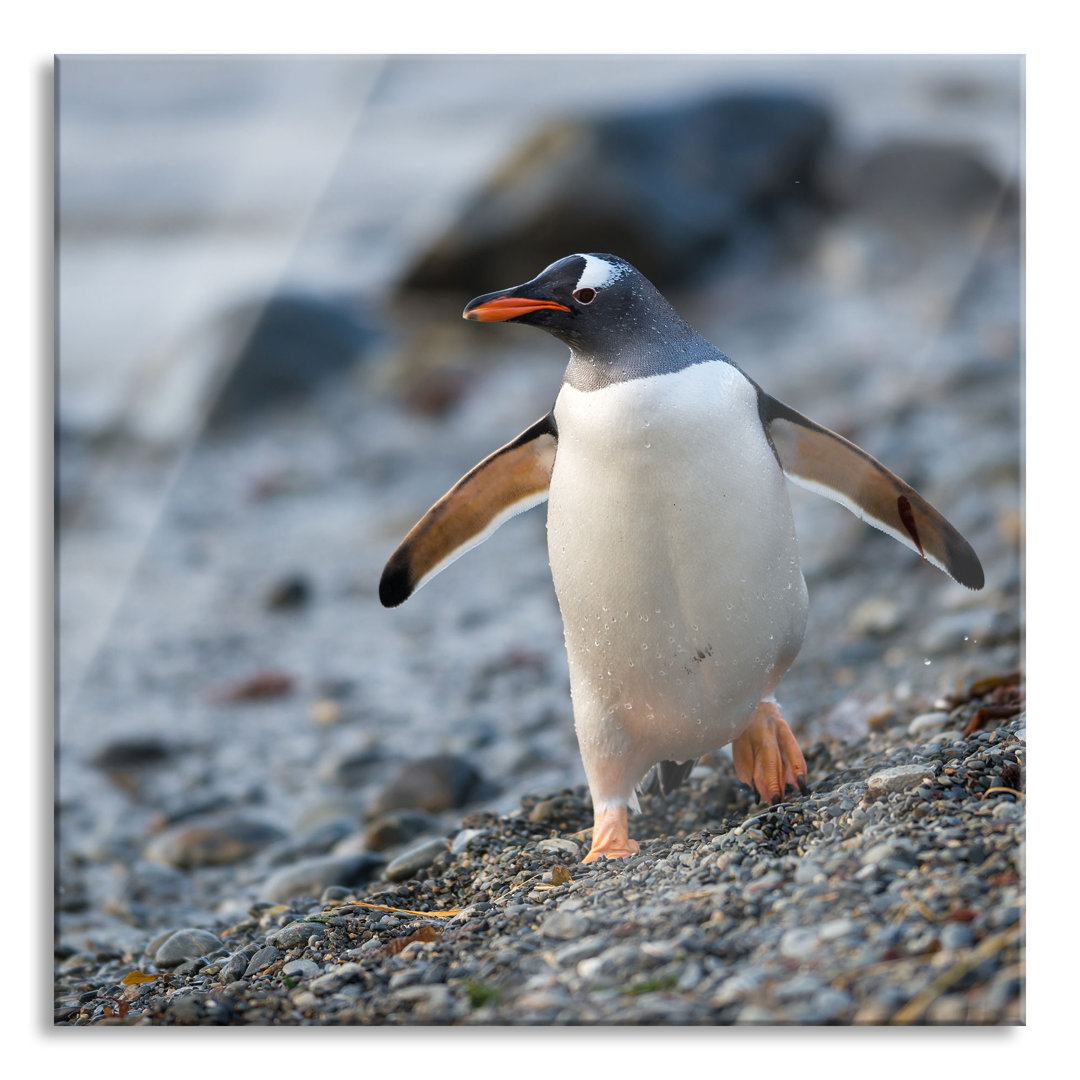 Glasbild Quadratisch | Wandbild Auf Echtglas | Pinguine | Aufhängung Und Abstandshalter LQ1770