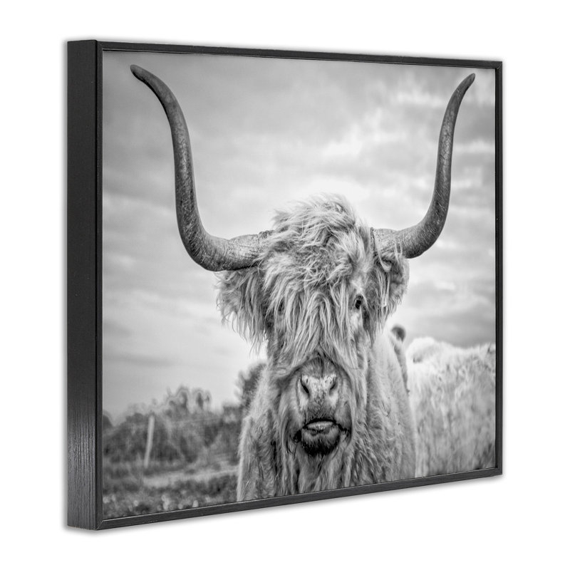 Highland Cow - reproduction de photographie sur toile, Giclée encadrée noir minuit, H 30 po x l 24 po