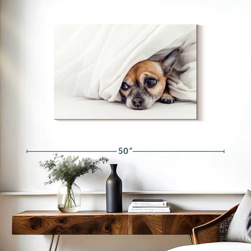 Chien chihuahua Brampt