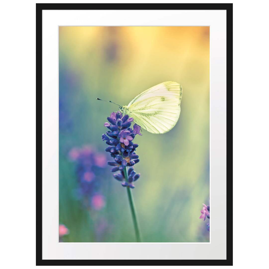 Gerahmtes Poster Schmetterling auf Lavendel