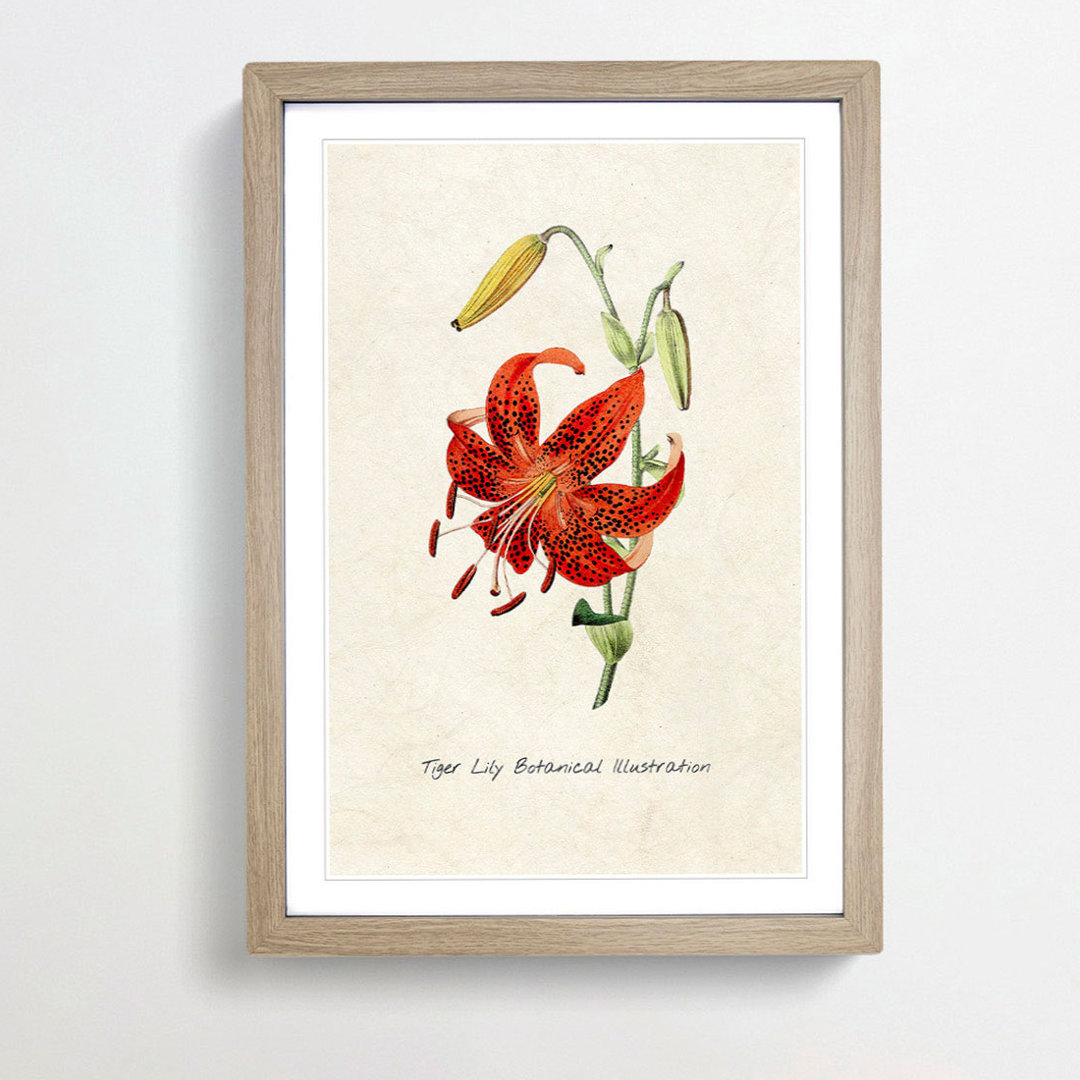 Illustration of a Tiger Lily Flower - Framed Print