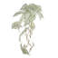 Caladium Spiller Stem