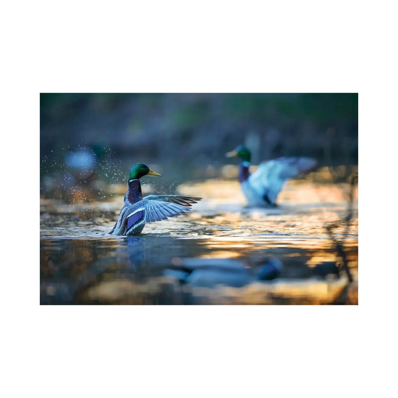 Mallard Ducks II by Mateusz Piesiak - Wrapped Canvas Print, 20.32 cm H x 30.48 cm W