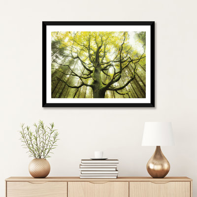 «The Dreamtree» par Stefan Hefele - reproduction de photo