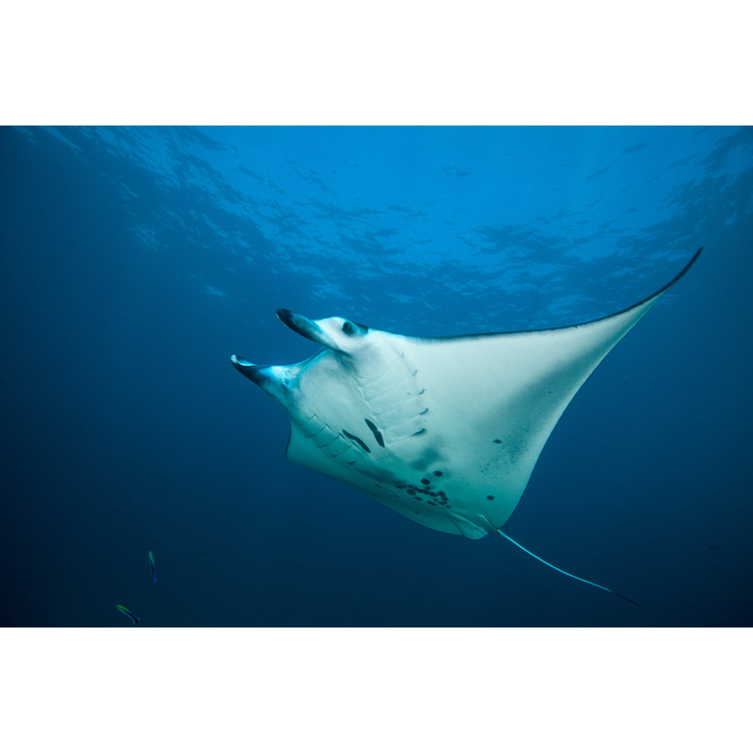 Manta In The Blue Background