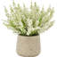Ferdinand Heather en pot-28784520