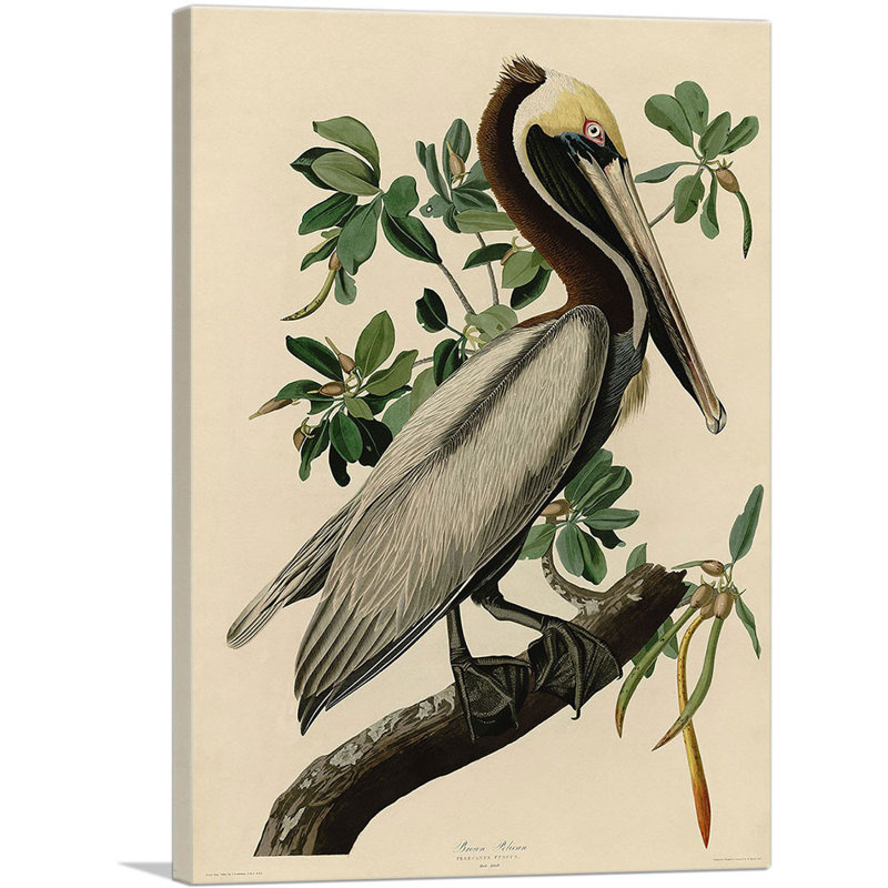 «Brown Pelican» par James Audubon, impression sur toile tendue, H 40 po x l 26 po x P 0,75 po
