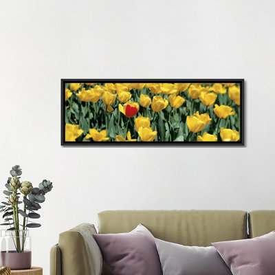 Tulipes panoramiques dans un champ, reproduction de photo sur toile en jaune