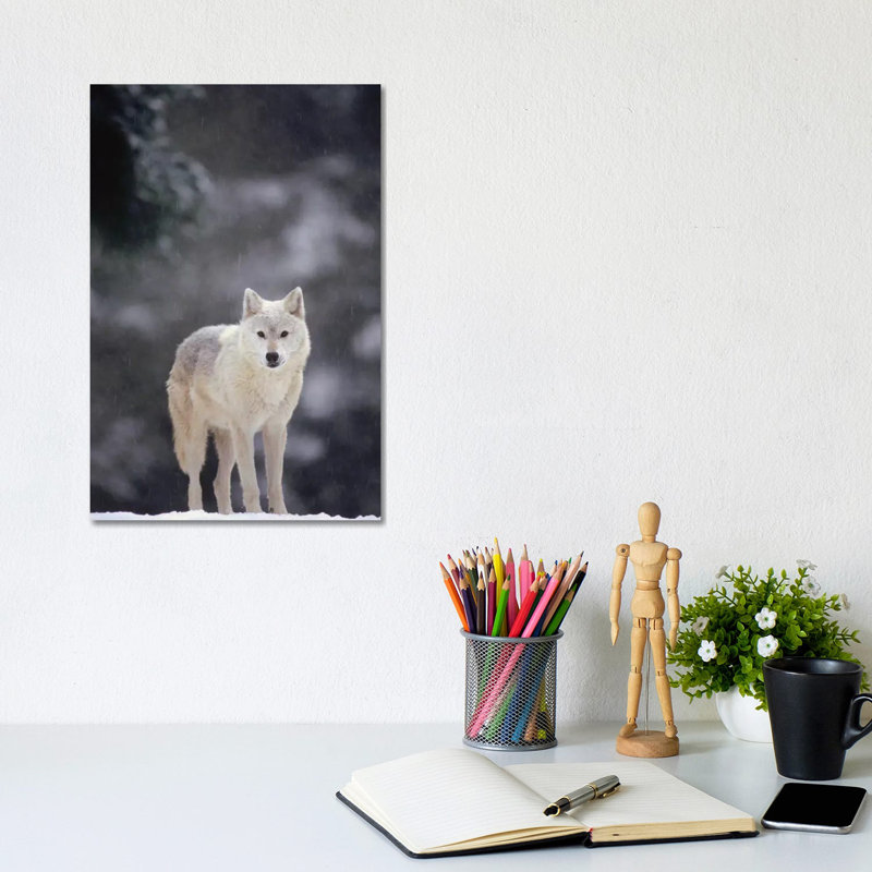 Timber Wolf Female In Falling Snow, North America by Gerry Ellis - Wrapped Canvas Print, 20.32 cm H x 30.48 cm W