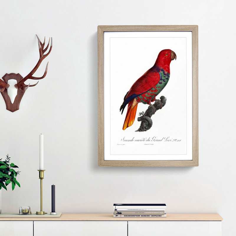 The Eclectus Parrot by F. Levaillant - Picture Frame Art Print, 36cm H x 27cm W x 2cm D, Oak Framed