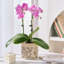 Ceramic Pot Planter